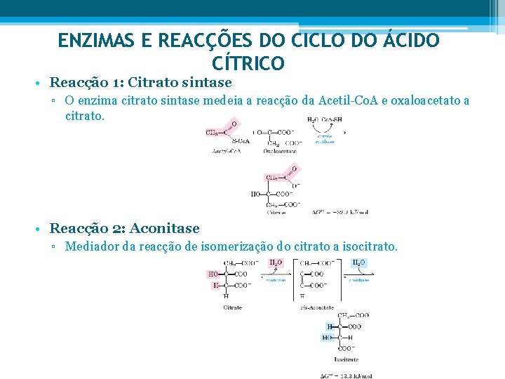 ENZIMAS E REACÇÕES DO CICLO DO ÁCIDO CÍTRICO • Reacção 1: Citrato sintase ▫