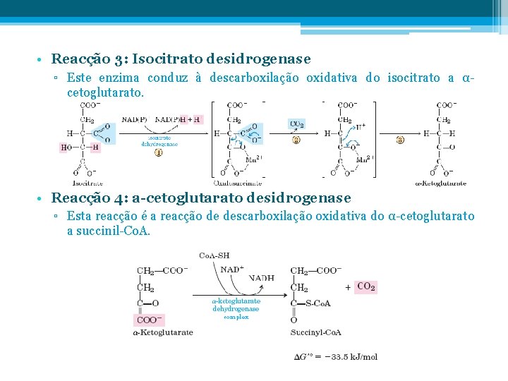  • Reacção 3: Isocitrato desidrogenase ▫ Este enzima conduz à descarboxilação oxidativa do