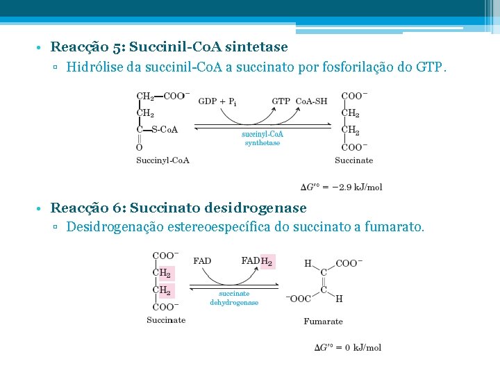  • Reacção 5: Succinil-Co. A sintetase ▫ Hidrólise da succinil-Co. A a succinato