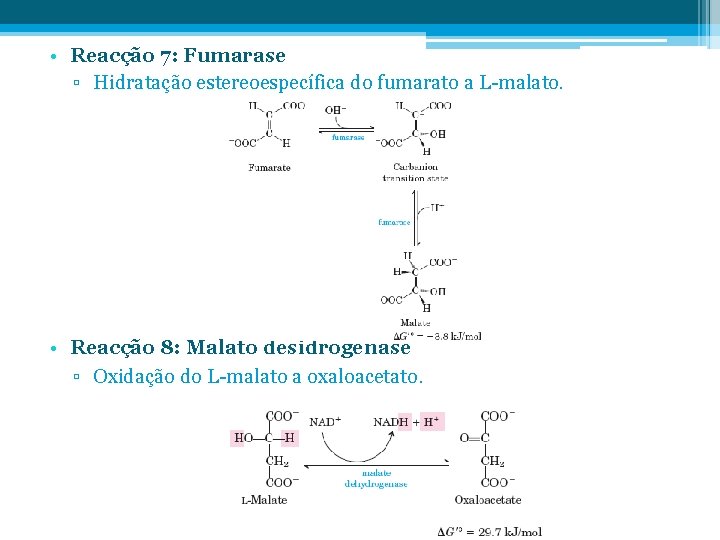  • Reacção 7: Fumarase ▫ Hidratação estereoespecífica do fumarato a L-malato. • Reacção