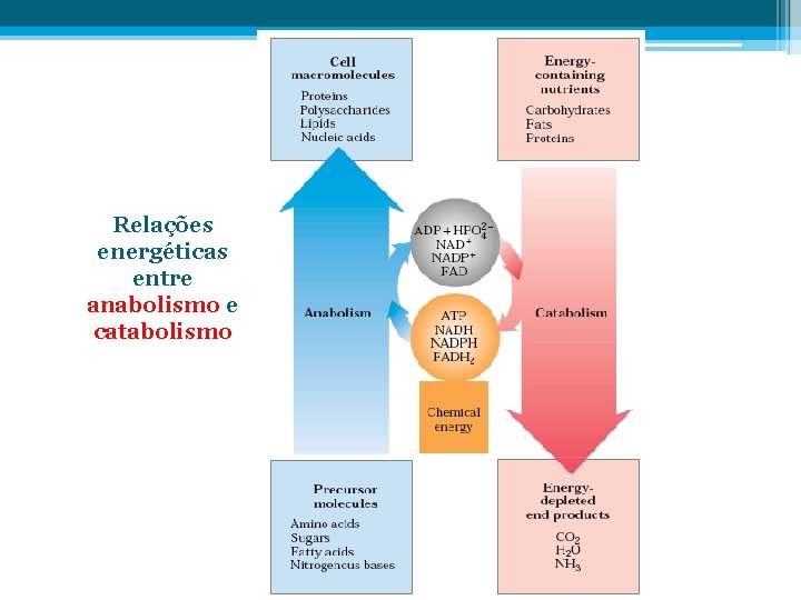 Relações energéticas entre anabolismo e catabolismo 