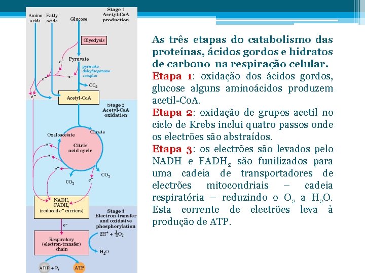 As três etapas do catabolismo das proteínas, ácidos gordos e hidratos de carbono na