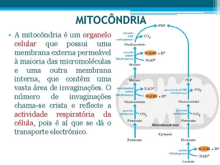 MITOCÔNDRIA • A mitocôndria é um organelo celular que possui uma membrana externa permeável