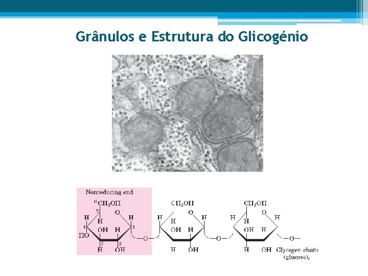 Grânulos e Estrutura do Glicogénio 