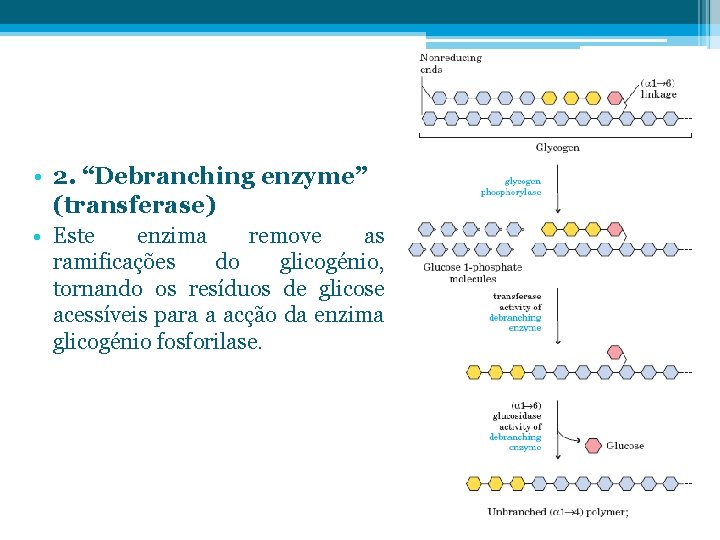  • 2. “Debranching enzyme” (transferase) • Este enzima remove as ramificações do glicogénio,