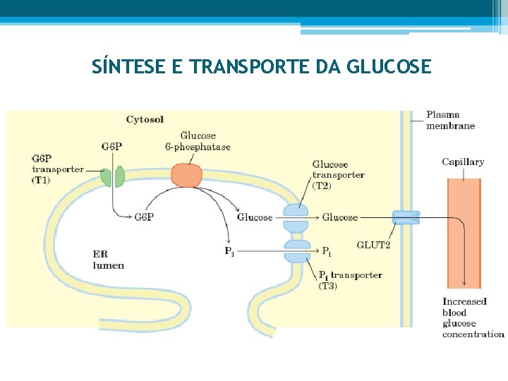 SÍNTESE E TRANSPORTE DA GLUCOSE 