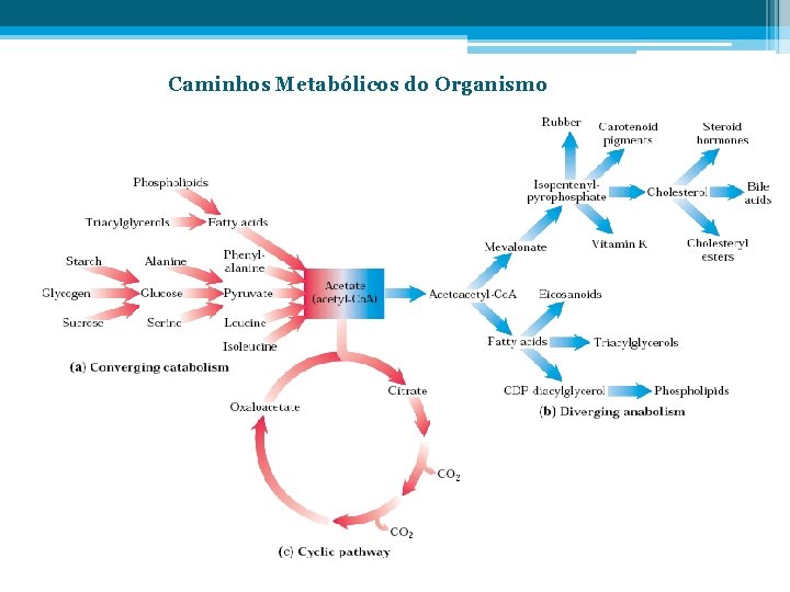 Caminhos Metabólicos do Organismo 