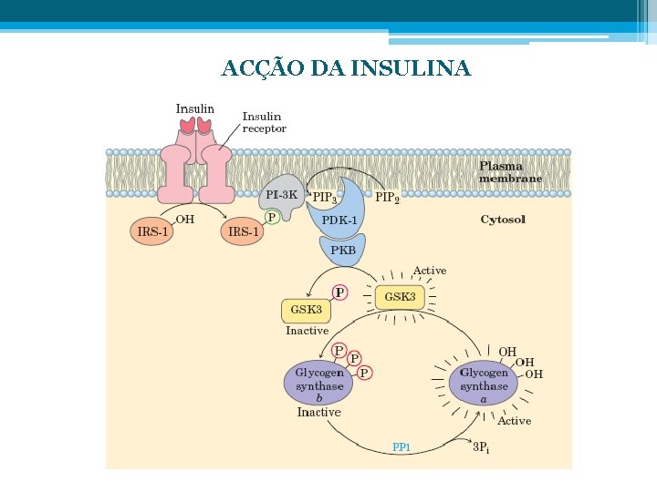 ACÇÃO DA INSULINA 