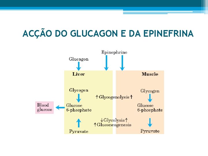 ACÇÃO DO GLUCAGON E DA EPINEFRINA 