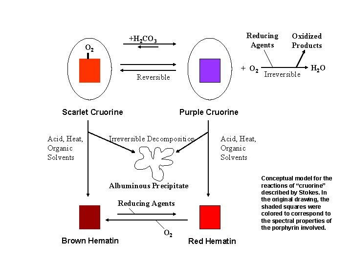 Reducing Agents +H 2 CO 3 O 2 + O 2 Reversible Scarlet Cruorine