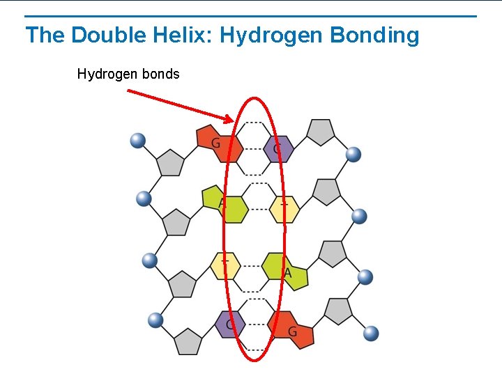 The Double Helix: Hydrogen Bonding Hydrogen bonds 