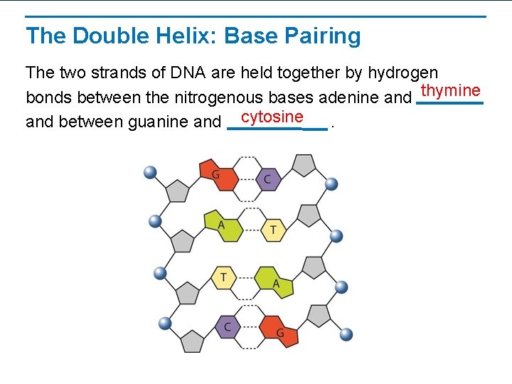 The Double Helix: Base Pairing The two strands of DNA are held together by