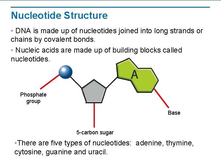 Nucleotide Structure • DNA is made up of nucleotides joined into long strands or