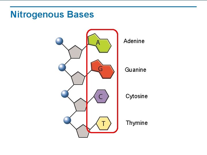 Nitrogenous Bases Adenine Guanine Cytosine Thymine 