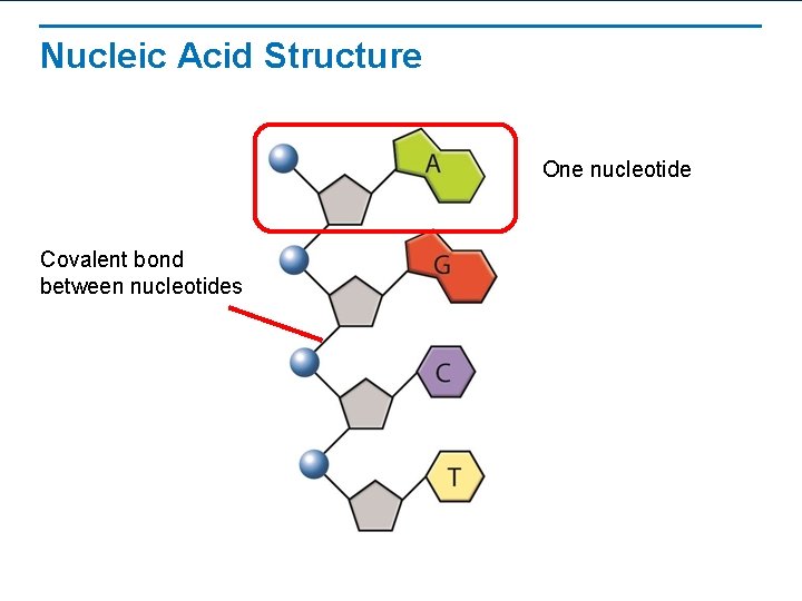 Nucleic Acid Structure One nucleotide Covalent bond between nucleotides 