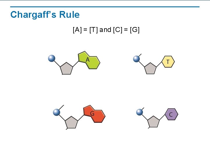 Chargaff’s Rule [A] = [T] and [C] = [G] 