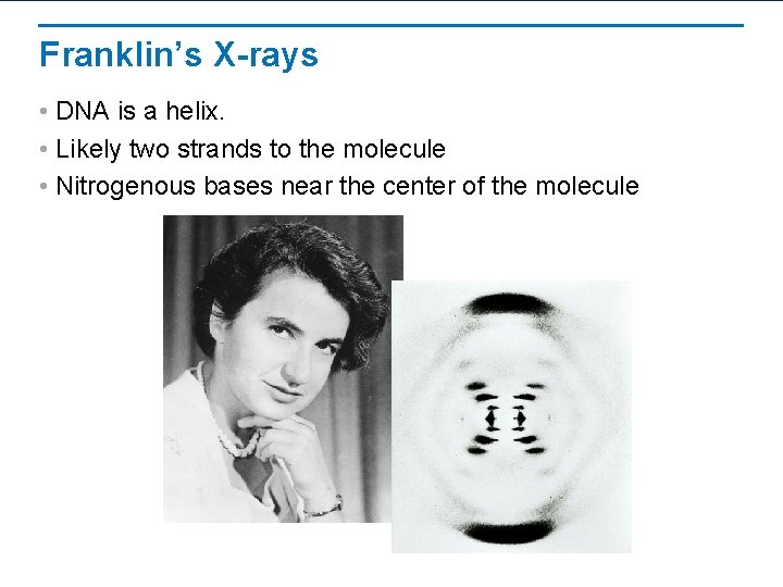 Franklin’s X-rays • DNA is a helix. • Likely two strands to the molecule