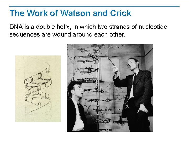 The Work of Watson and Crick DNA is a double helix, in which two