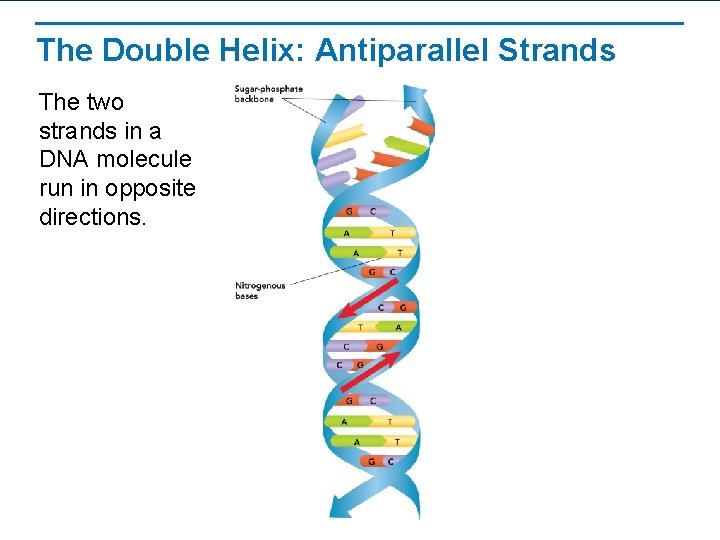 The Double Helix: Antiparallel Strands The two strands in a DNA molecule run in