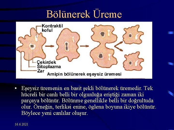 Bölünerek Üreme • Eşeysiz üremenin en basit şekli bölünerek üremedir. Tek hücreli bir canlı