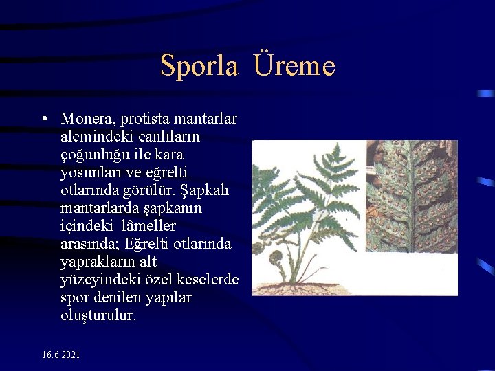 Sporla Üreme • Monera, protista mantarlar alemindeki canlıların çoğunluğu ile kara yosunları ve eğrelti