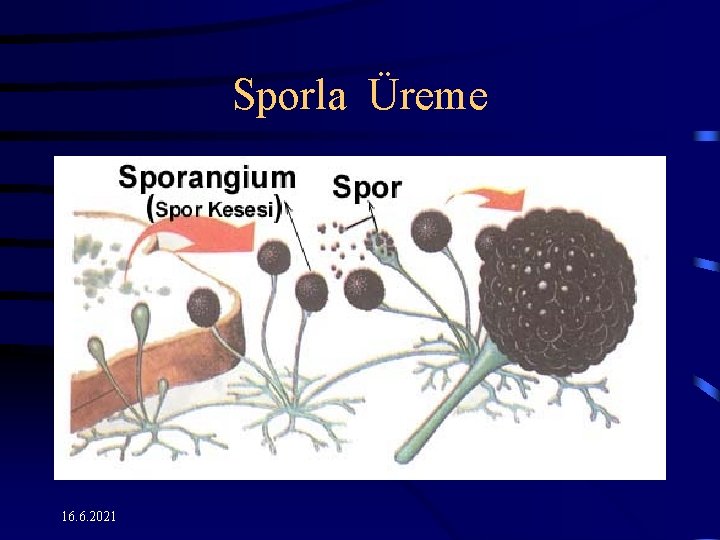 Sporla Üreme 16. 6. 2021 