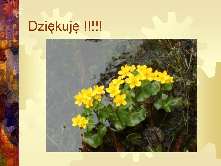 Dziękuję !!!!! 