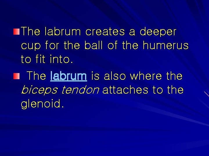 The labrum creates a deeper cup for the ball of the humerus to fit