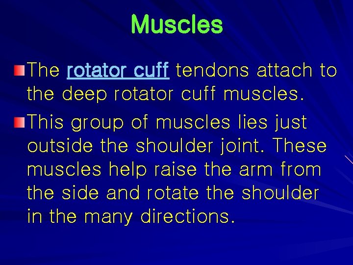 Muscles The rotator cuff tendons attach to the deep rotator cuff muscles. This group