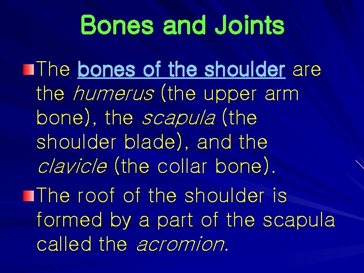 Bones and Joints The bones of the shoulder are the humerus (the upper arm