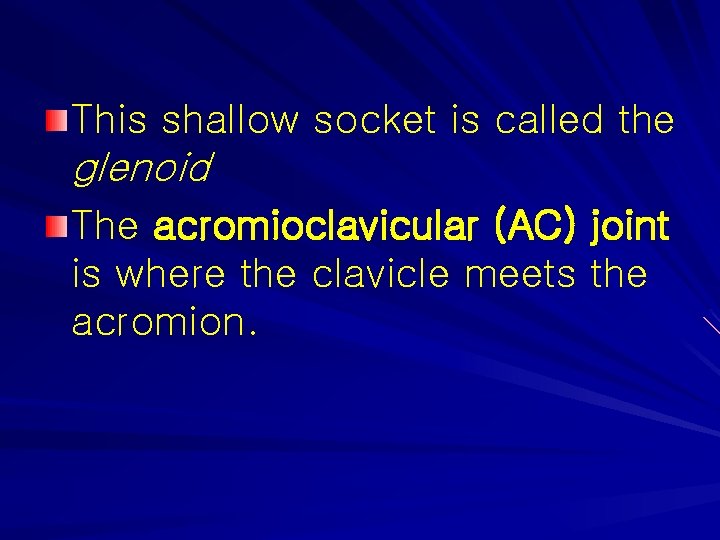 This shallow socket is called the glenoid The acromioclavicular (AC) joint is where the