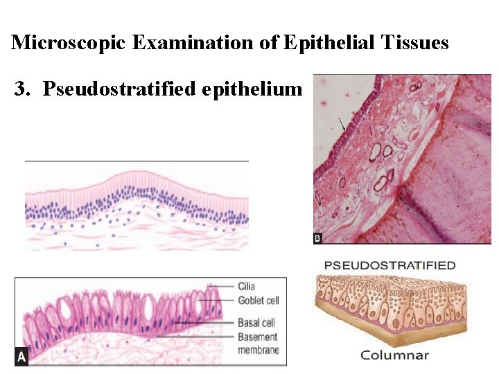 Microscopic Examination of Epithelial Tissues 3. Pseudostratified epithelium 