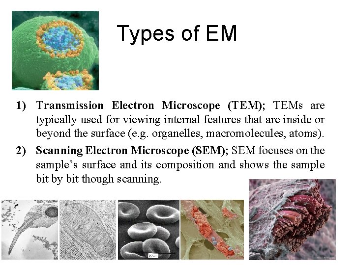 Types of EM 1) Transmission Electron Microscope (TEM); TEMs are typically used for viewing