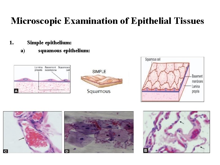 Microscopic Examination of Epithelial Tissues 1. Simple epithelium: a) squamous epithelium: 