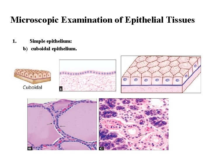 Microscopic Examination of Epithelial Tissues 1. Simple epithelium: b) cuboidal epithelium. 