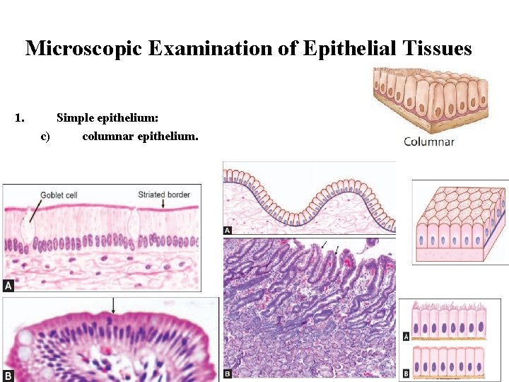 Microscopic Examination of Epithelial Tissues 1. Simple epithelium: c) columnar epithelium. 