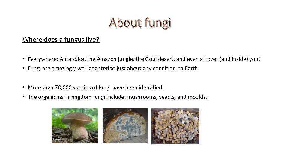 About fungi Where does a fungus live? • Everywhere: Antarctica, the Amazon jungle, the