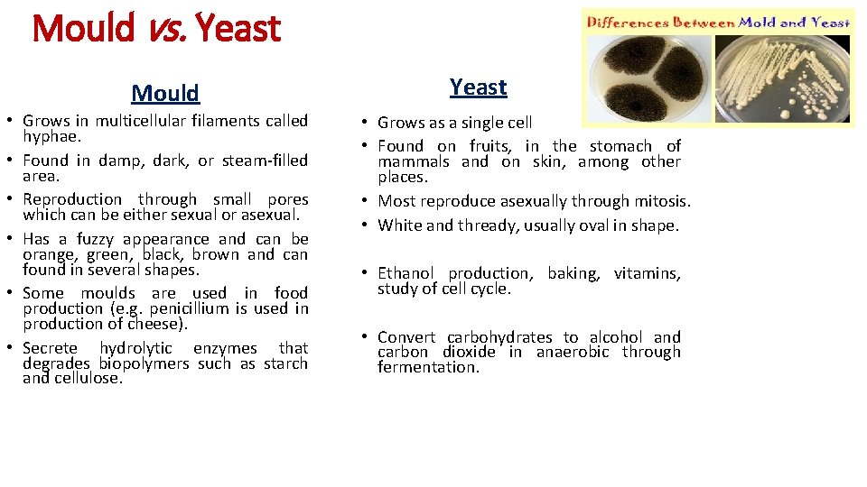 Mould vs. Yeast Mould • Grows in multicellular filaments called hyphae. • Found in