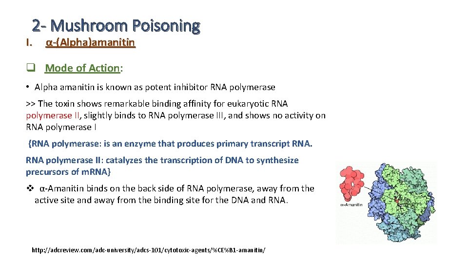 2 - Mushroom Poisoning I. α-(Alpha)amanitin q Mode of Action: • Alpha amanitin is