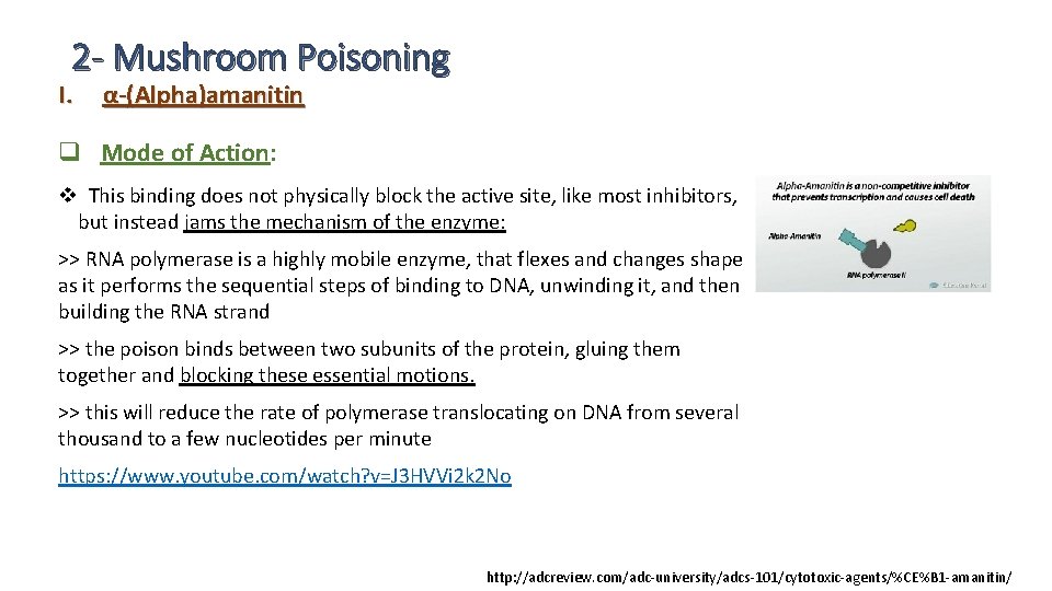 2 - Mushroom Poisoning I. α-(Alpha)amanitin q Mode of Action: v This binding does