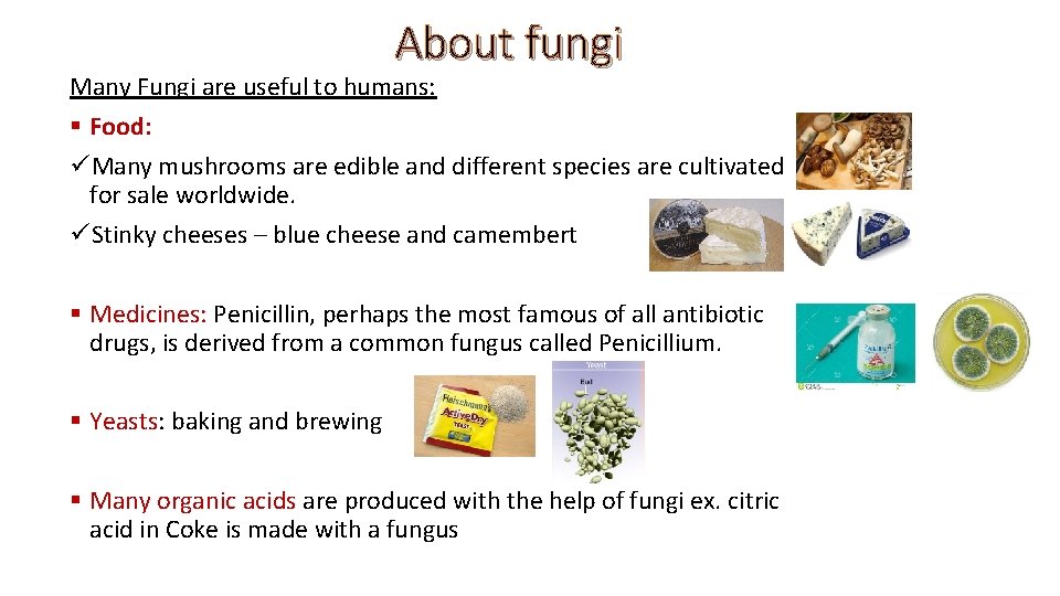 About fungi Many Fungi are useful to humans: § Food: üMany mushrooms are edible