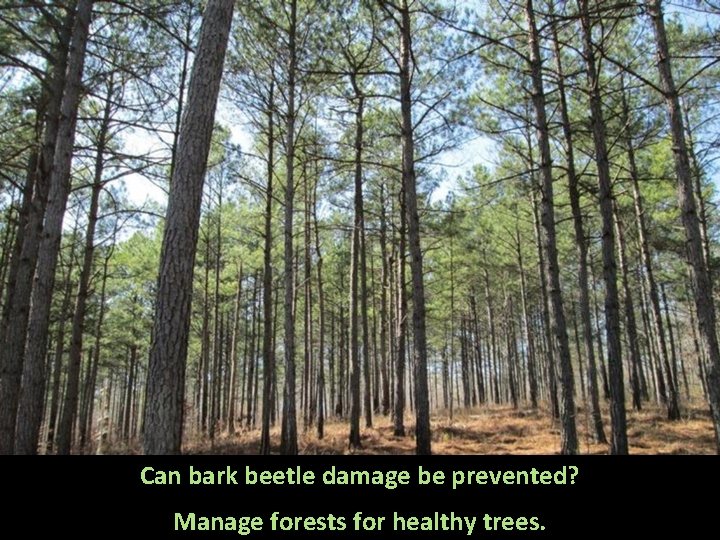 Can bark beetle damage be prevented? Manage forests for healthy trees. 