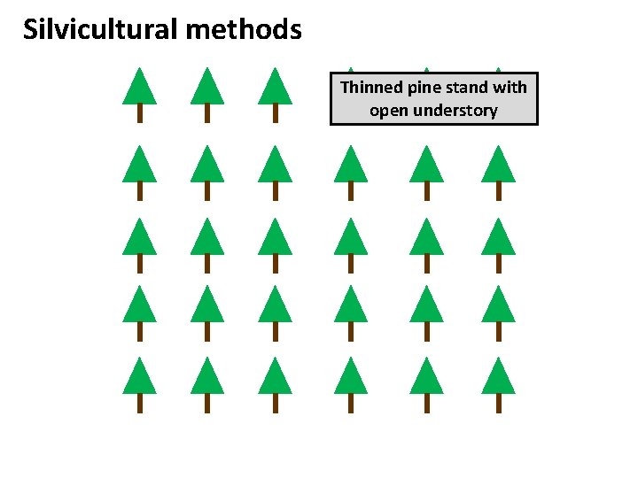 Silvicultural methods Thinned pine stand with open understory 