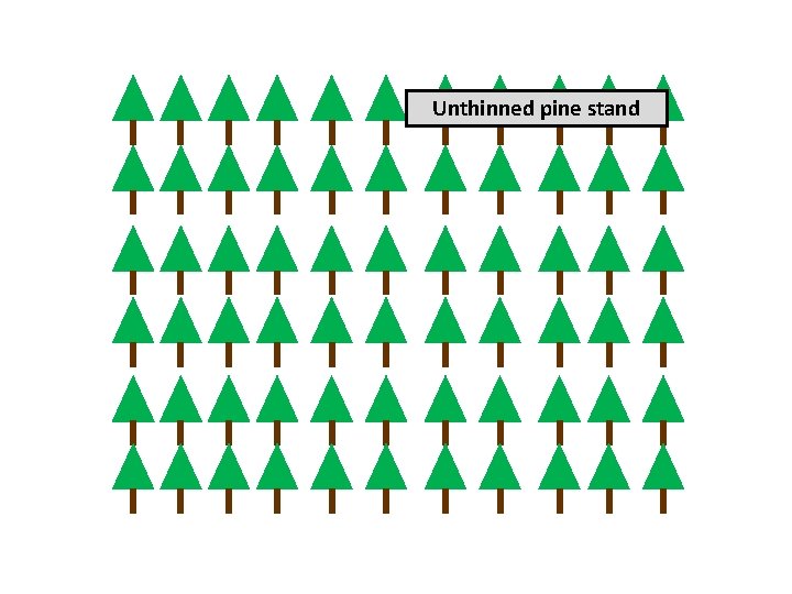 Unthinned pine stand 