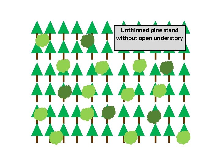 Unthinned pine stand without open understory 
