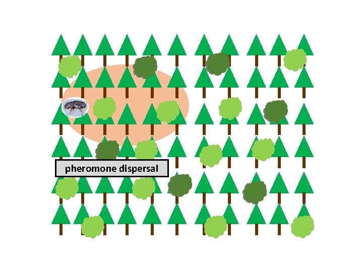 pheromone dispersal 