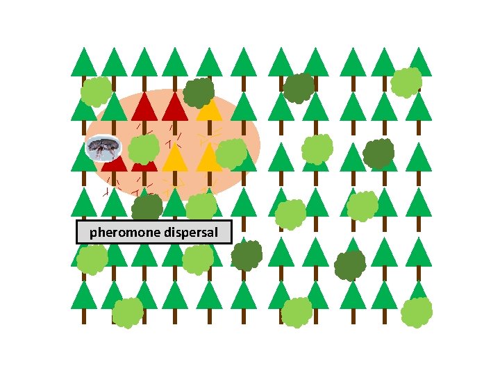 pheromone dispersal 