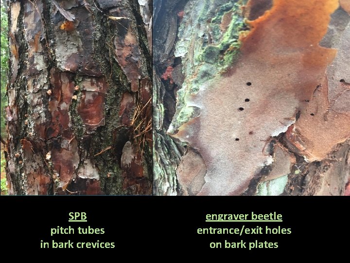 SPB pitch tubes in bark crevices engraver beetle entrance/exit holes on bark plates 