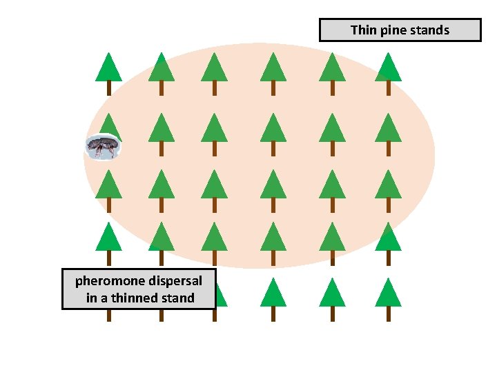Thin pine stands pheromone dispersal in a thinned stand 