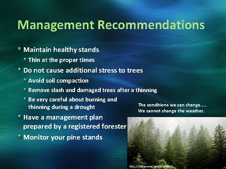 Management Recommendations Maintain healthy stands Thin at the proper times Do not cause additional